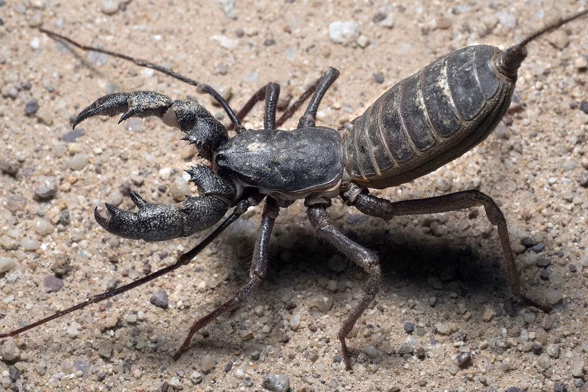 Trong 8 cặp chân, bọ cạp roi chỉ sử dụng sáu chân để di chuyển, còn hai chân đầu tiên là cơ quan cảm giác giống như râu. Chúng có cặp càng lớn giống bọ cạp nhưng có thêm một gai lớn trên đầu mỗi càng. Ảnh: Bryan Maltais / Macrophotobug.com.
