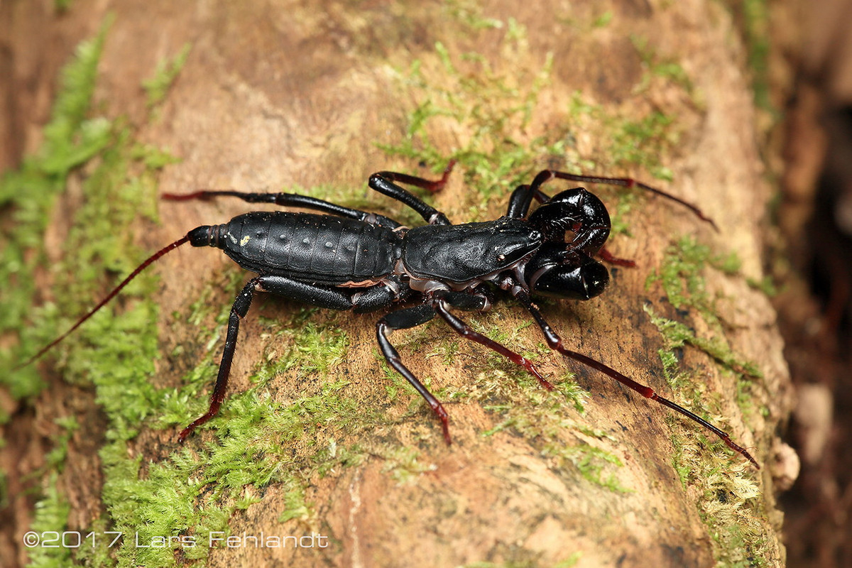 Bọ cạp non phát triển chậm, trải qua bốn lần lột xác trong khoảng bốn năm trước khi trưởng thành. Chúng có thể sống thêm đến bốn năm nữa. Ảnh: Lars Fehlandt.