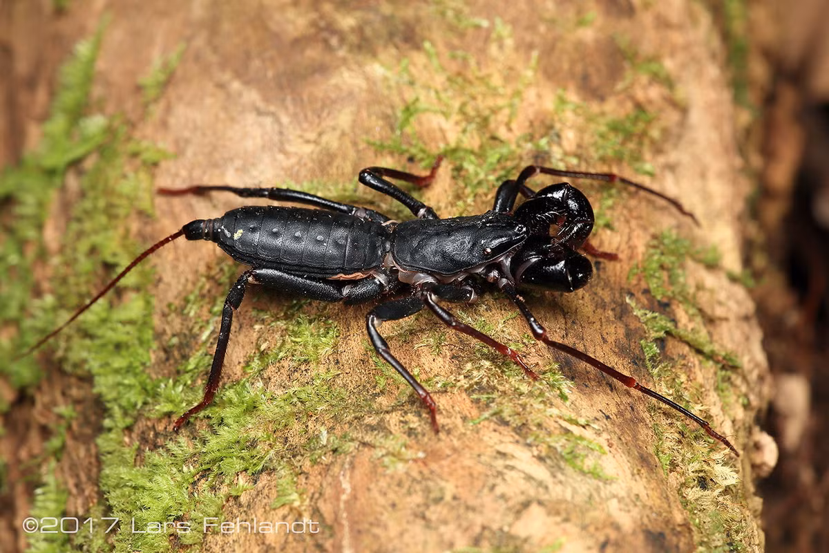 Bọ cạp non phát triển chậm, trải qua bốn lần lột xác trong khoảng bốn năm trước khi trưởng thành. Chúng có thể sống thêm đến bốn năm nữa. Ảnh: Lars Fehlandt.