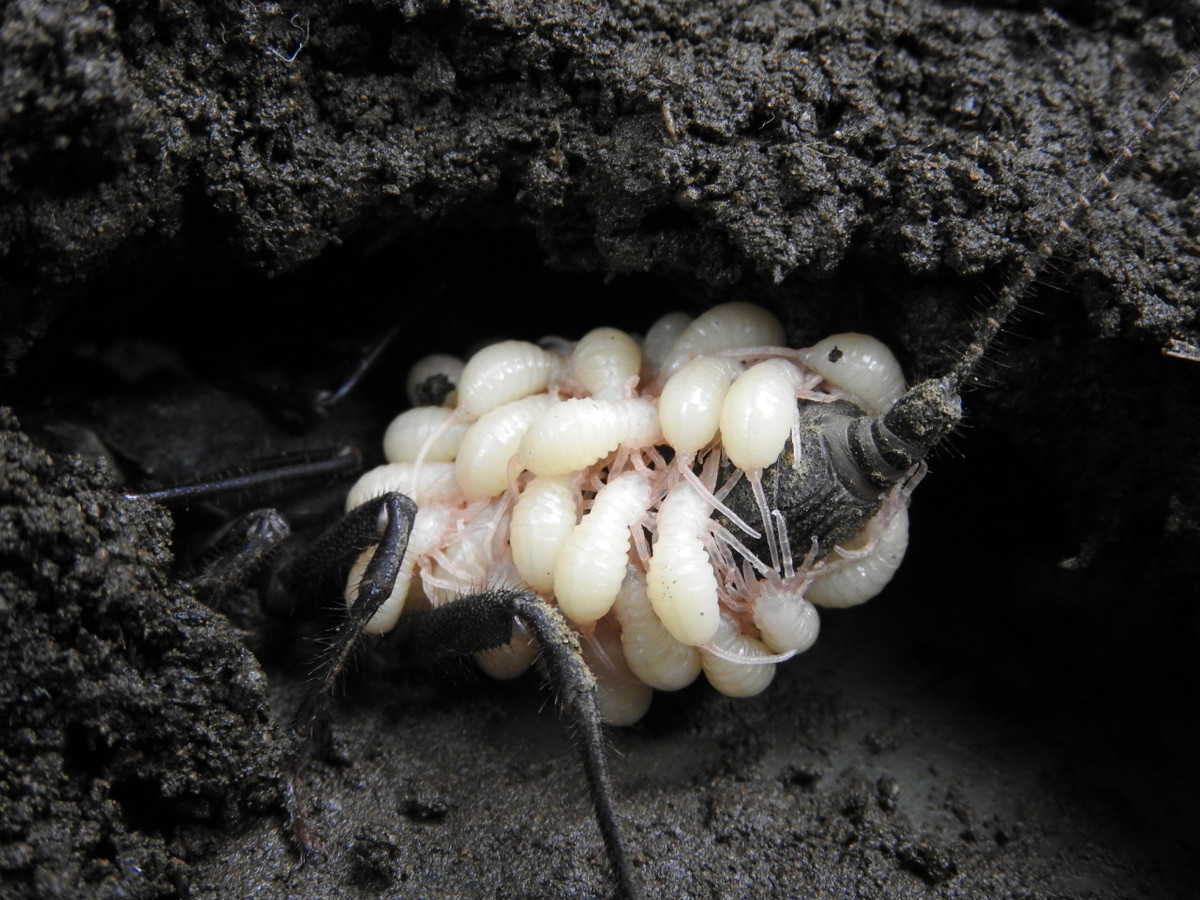 Tập tính sinh sản của bọ cạp roi tương tự bọ cạp thường. Con cái đẻ khoảng 40 trứng. Trứng nở trong túi trứng dưới bụng bọ cạp mẹ, trở thành con non màu trắng, leo lên lưng mẹ và bám vào đó. Ảnh: iNaturalist.