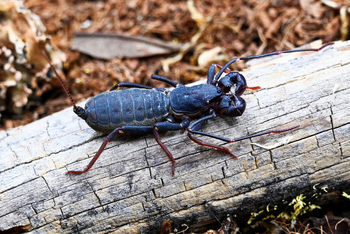 Thành phần axit axetic làm cho chất lỏng chúng xịt ra có mùi giống như giấm, dẫn đến cái tên gọi phổ biến khác là bọ cạp giấm. Ảnh: Fear Not Tarantulas, Inc.
