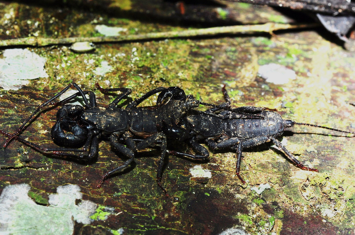 Trong tự nhiên, bọ cạp roi thích những nơi ẩm ướt và tối tăm, chúng thường đào hang trú ẩn hoặc chui xuống các khúc gỗ mục, đá và các mảnh vụn tự nhiên khác. Ảnh: Wikipedia.