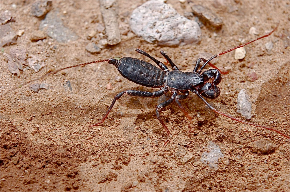 Bộ phận "roi" của loài vật này là một phần kéo dài của bộ xương ngoài bụng, chỉ có vai trò như một cơ quan xúc giác, không có ngòi châm như lầm tưởng của nhiều người. Ảnh: Things Biological.