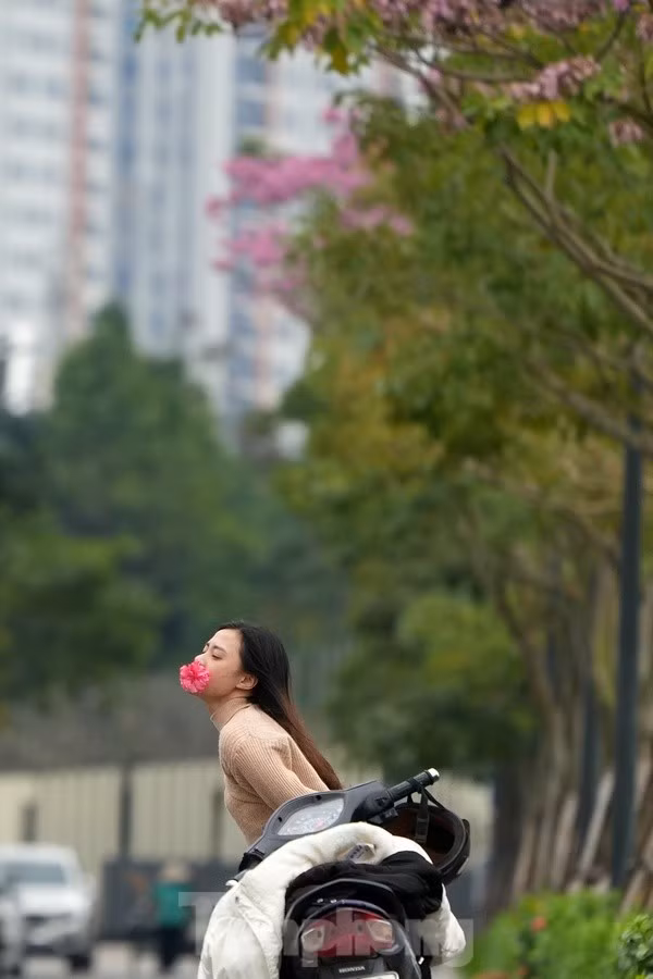 Một số bạn trẻ tranh thủ check-in vào thời điểm hoa đang nở rộ.