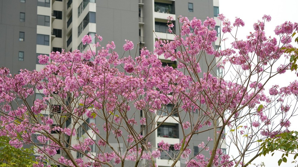 Loài hoa kèn hồng này khi nở sẽ trổ thành từng chùm lớn, lúc rộ có màu hồng tươi, đến khi sắp tàn thì có màu hồng phấn.