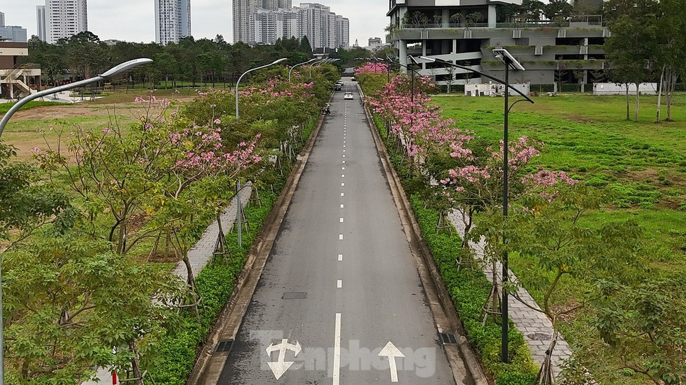 Loài hoa kèn hồng chỉ nở rộ được thời gian ngắn - khoảng một tuần, rồi sẽ nhanh chóng rơi rụng… Thay vào đó là một lứa lá lộc xanh mới.
