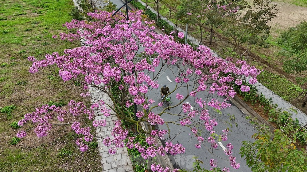 Phần lớn khi cây ra hoa, hầu hết lá đều rụng, trên đầu mỗi cành chỉ nhìn thấy những chùm hoa rực rỡ.