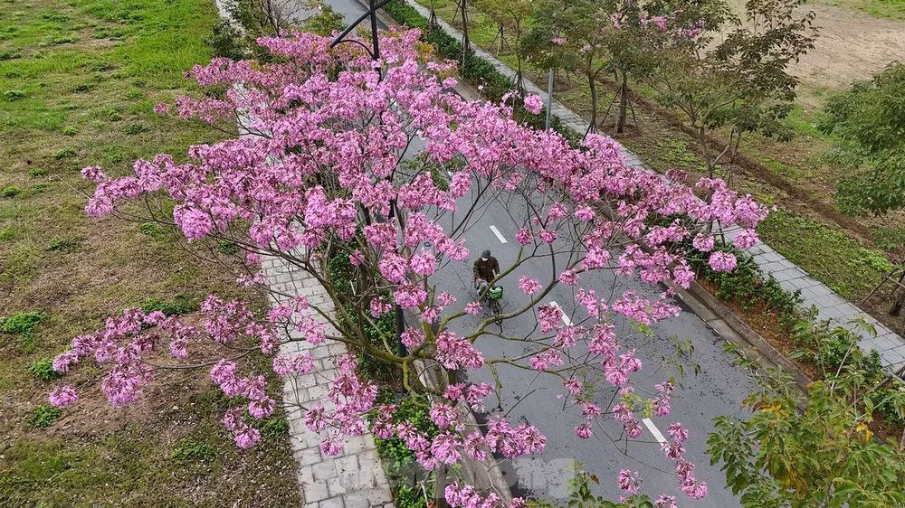 Phần lớn khi cây ra hoa, hầu hết lá đều rụng, trên đầu mỗi cành chỉ nhìn thấy những chùm hoa rực rỡ.