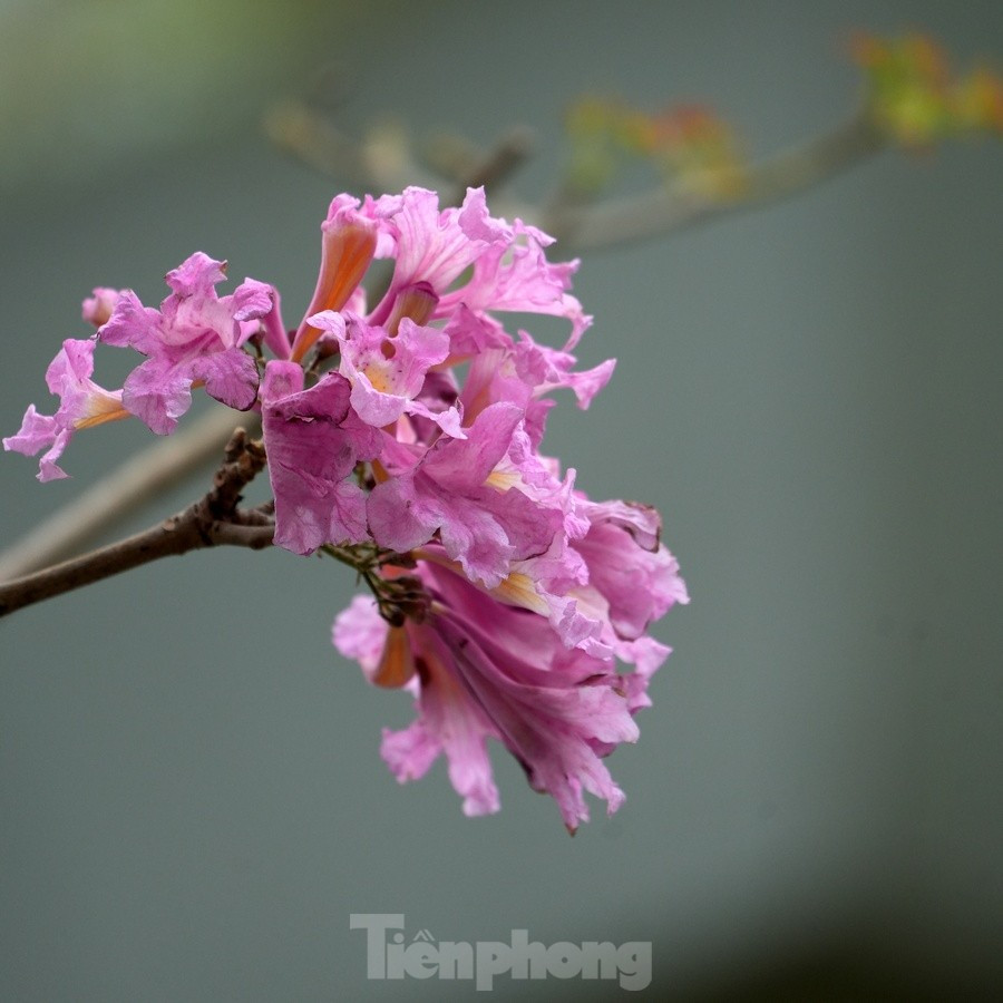 Hoa có hình dạng giống chiếc chuông, màu hồng phấn có phần sắc giống như hoa anh đào khi nở rộ.