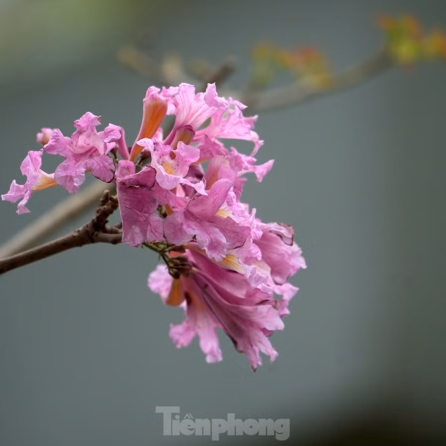 Hoa có hình dạng giống chiếc chuông, màu hồng phấn có phần sắc giống như hoa anh đào khi nở rộ.