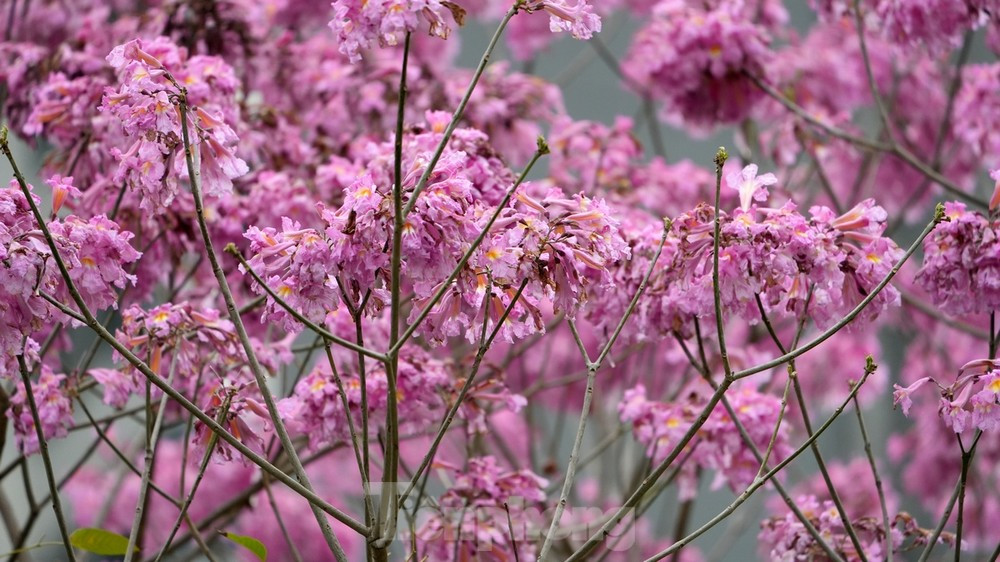 Hoa có sắc hồng rất bắt mắt, kể cả những ngày không có nắng như những ngày qua.