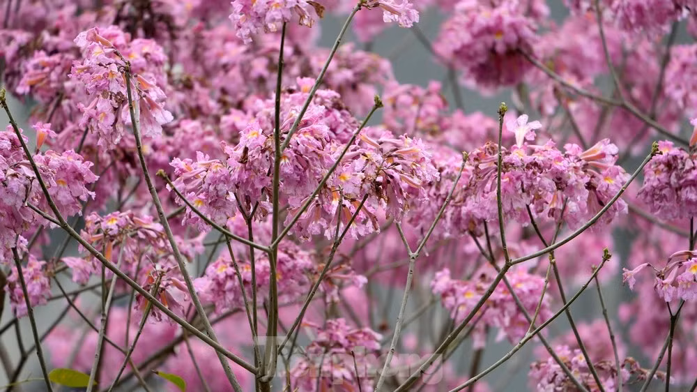 Hoa có sắc hồng rất bắt mắt, kể cả những ngày không có nắng như những ngày qua.