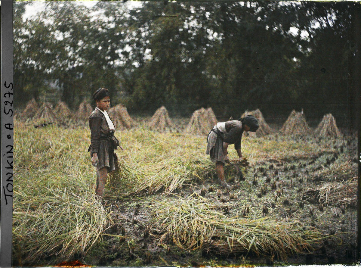 Hai nữ nông dân gặt lúa trên đồng, khoảng 1914-1915.