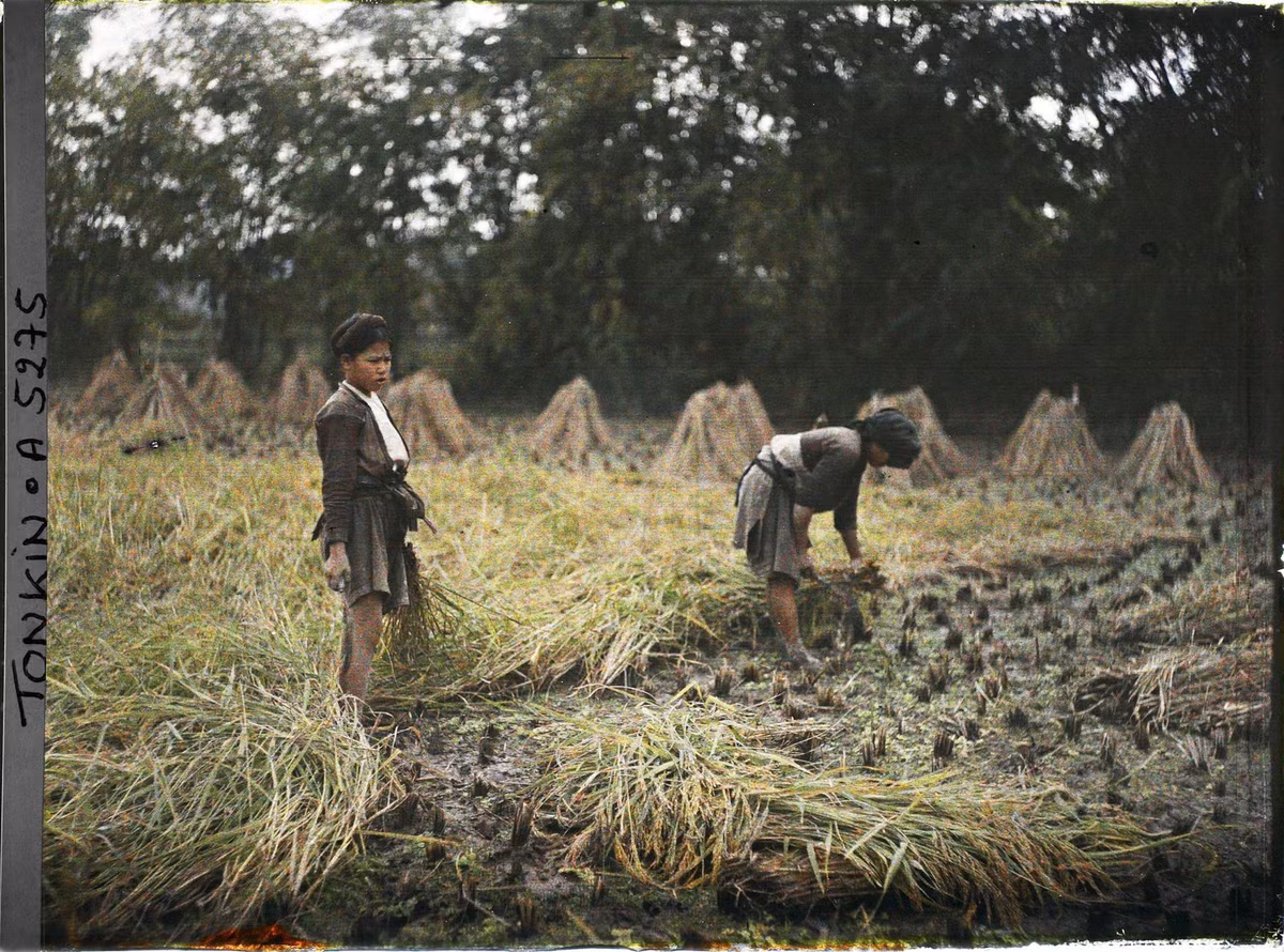 Hai nữ nông dân gặt lúa trên đồng, khoảng 1914-1915.