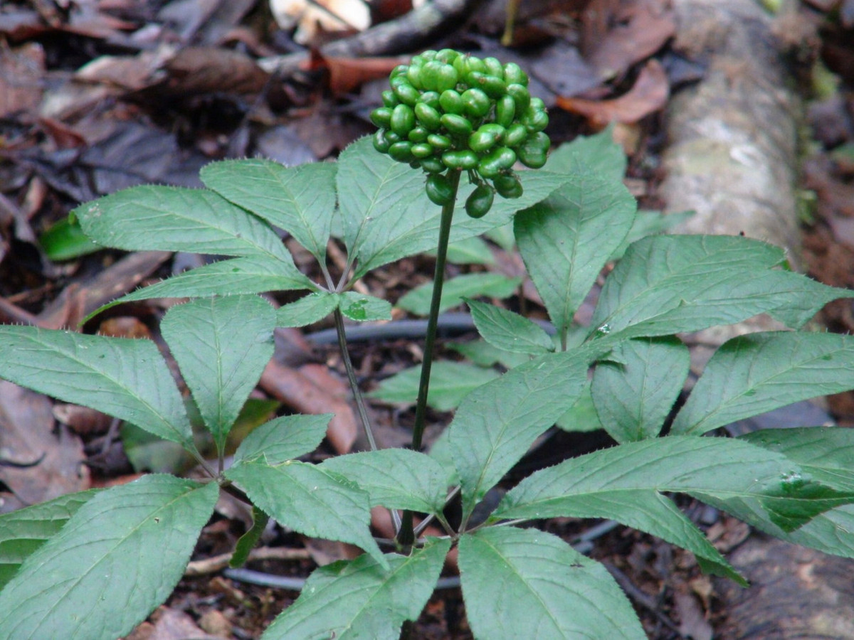 Về mặt sinh thái, sâm Ngọc Linh sinh trưởng và phát triển dưới tán rừng già ở độ cao từ 1.200 mét, đạt mật độ cao nhất ở khoảng từ 1.700-2.000 mét. Ảnh: Báo Thừa Thiên Huế Online.