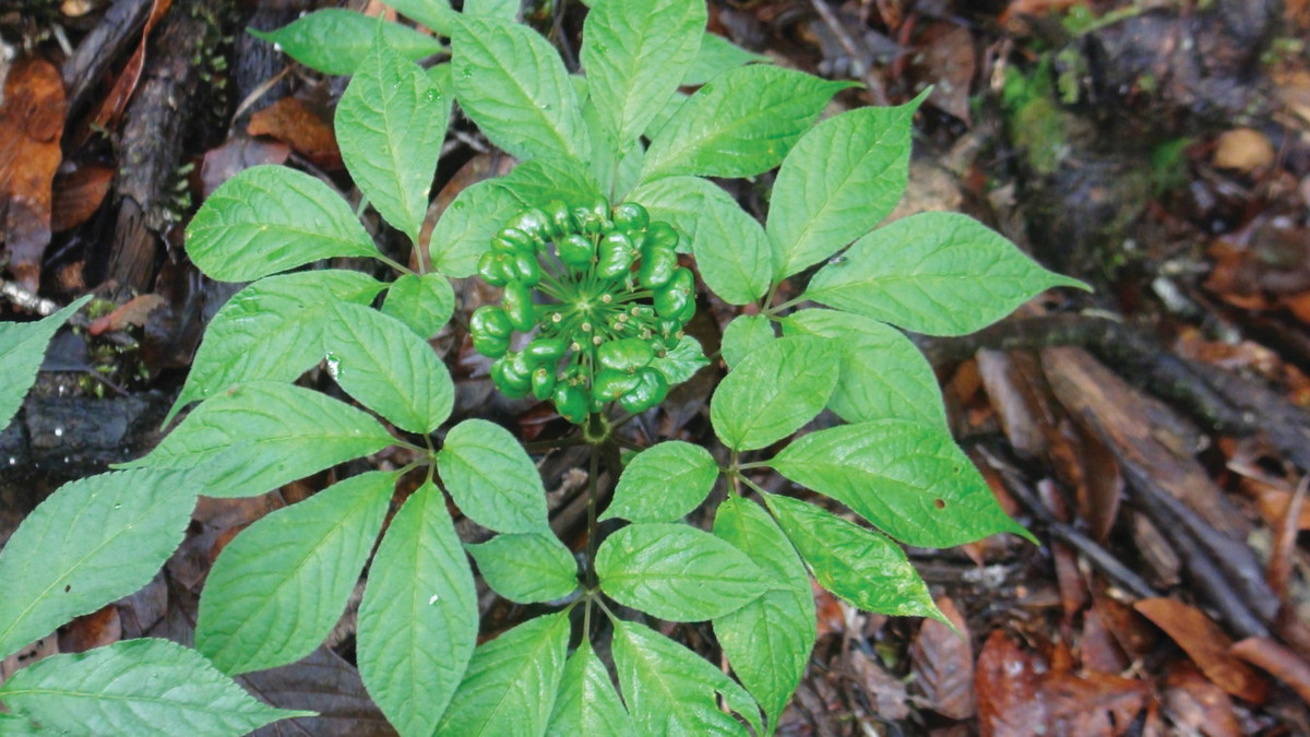 Tại Việt Nam, sâm Ngọc Linh được ghi nhận ở các tỉnh Quảng Nam, Kon Tum, Lâm Đồng, Gia Lai, Lai Châu. Trên thế giới, loài cây này có một quần thể tự nhiên ở Vân Nam, Trung Quốc. Ảnh: Tạp chí Du lịch.