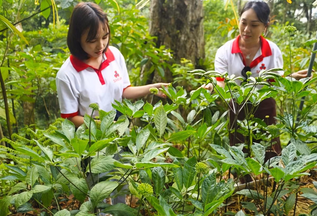 Từ những năm 2000, loài cây dược liệu quý này đã được nghiên cứu trồng ngay tại núi Ngọc Linh. Các chuyên gia đã tạo được nhiều cây con từ hạt, phối hợp với người dân địa phương đưa vào trồng dưới tán rừng tự nhiên. Ảnh: Công ty TNHH Sâm Sâm.