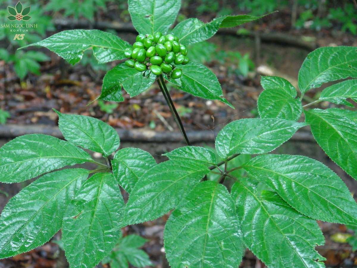 Loài cây này được các cán bộ của khu Y tế Trung Trung Bộ phát hiện lần đầu vào năm 1973 ở độ cao 1.800 mét trên dãy núi Ngọc Linh (Kon Tum). Năm 1978-1979, các nghiên cứu chuyên sâu về sâm Ngọc Linh được thực hiện. Ảnh: Tây Bắc TV.