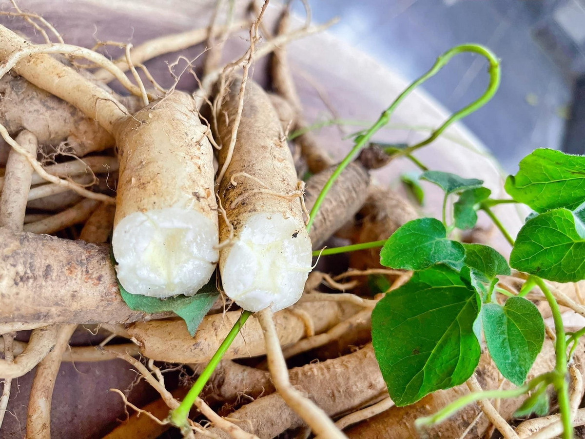 Việc tìm kiếm khai thác đến mức kiệt quệ cùng nạn phá rừng làm nương rẫy đã khiến sâm Ngọc Linh trở nên rất hiếm trong tự nhiên, nguy cơ bị tuyệt chủng cao nếu không tích cực có biện pháp bảo vệ. Ảnh: Nông sản LangBiang.