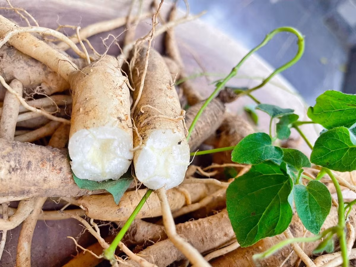 Việc tìm kiếm khai thác đến mức kiệt quệ cùng nạn phá rừng làm nương rẫy đã khiến sâm Ngọc Linh trở nên rất hiếm trong tự nhiên, nguy cơ bị tuyệt chủng cao nếu không tích cực có biện pháp bảo vệ. Ảnh: Nông sản LangBiang.