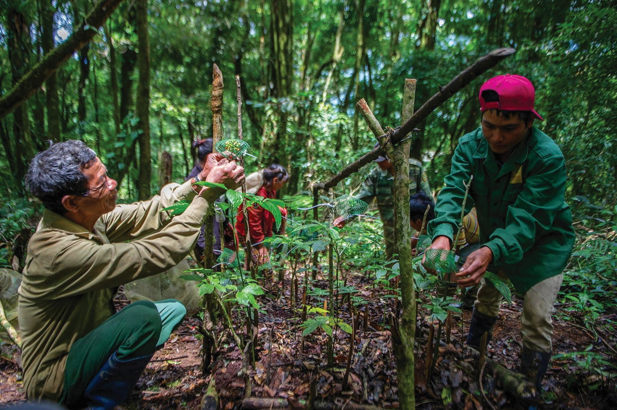 Hiện tại loài cây dược liệu quý này đang được trồng theo hướng sản xuất hàng hóa và tạo vùng nguyên liệu ở một số vùng có điều kiện khí hậu và thổ nhưỡng phù hợp, hướng tới khẳng định một thương hiệu "nhân sâm Việt Nam". Ảnh: Tạp chí Du lịch.