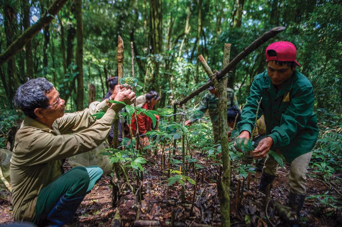 Hiện tại loài cây dược liệu quý này đang được trồng theo hướng sản xuất hàng hóa và tạo vùng nguyên liệu ở một số vùng có điều kiện khí hậu và thổ nhưỡng phù hợp, hướng tới khẳng định một thương hiệu "nhân sâm Việt Nam". Ảnh: Tạp chí Du lịch.