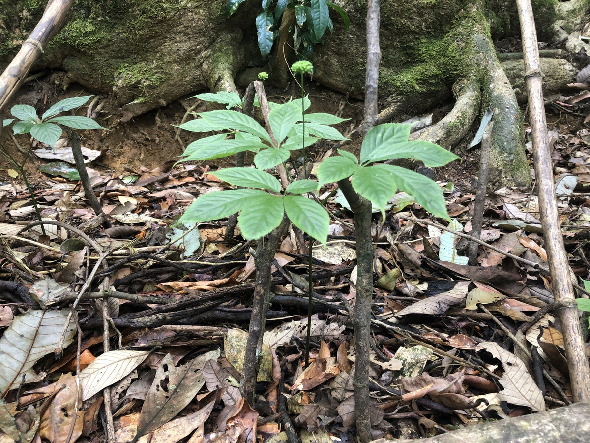 Đây là loài cây thảo sống nhiều năm, đạt chiều cao từ 30-110 cm. Thân rễ cây có thể phân nhánh, tạo thành 1-5 thân mang lá. Cây có lá kép dạng chân vịt, mỗi lá kép gồm 3-5 lá chét, mép lá khía răng cưa Ảnh: Vườn sâm Ngọc Linh.