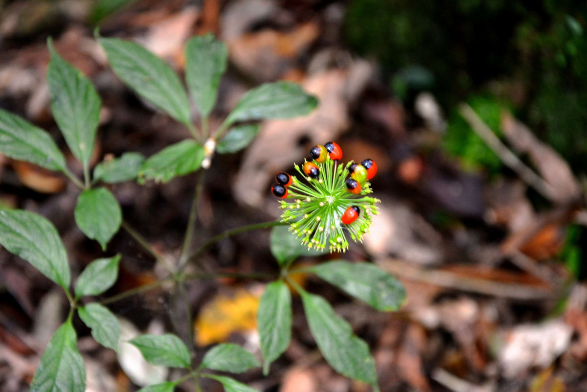 Cụm hoa của sâm Ngọc Linh có dạng tán, hoa có cuống ngắn, màu trắng xanh, 5 cánh. Hoa tạo thành quả mọng, hình cầu, đường kính 0,5- 0,6 cm, khi chín màu đỏ và thường có một chấm đen ở đỉnh. Ảnh: Báo Kon Tum Online.