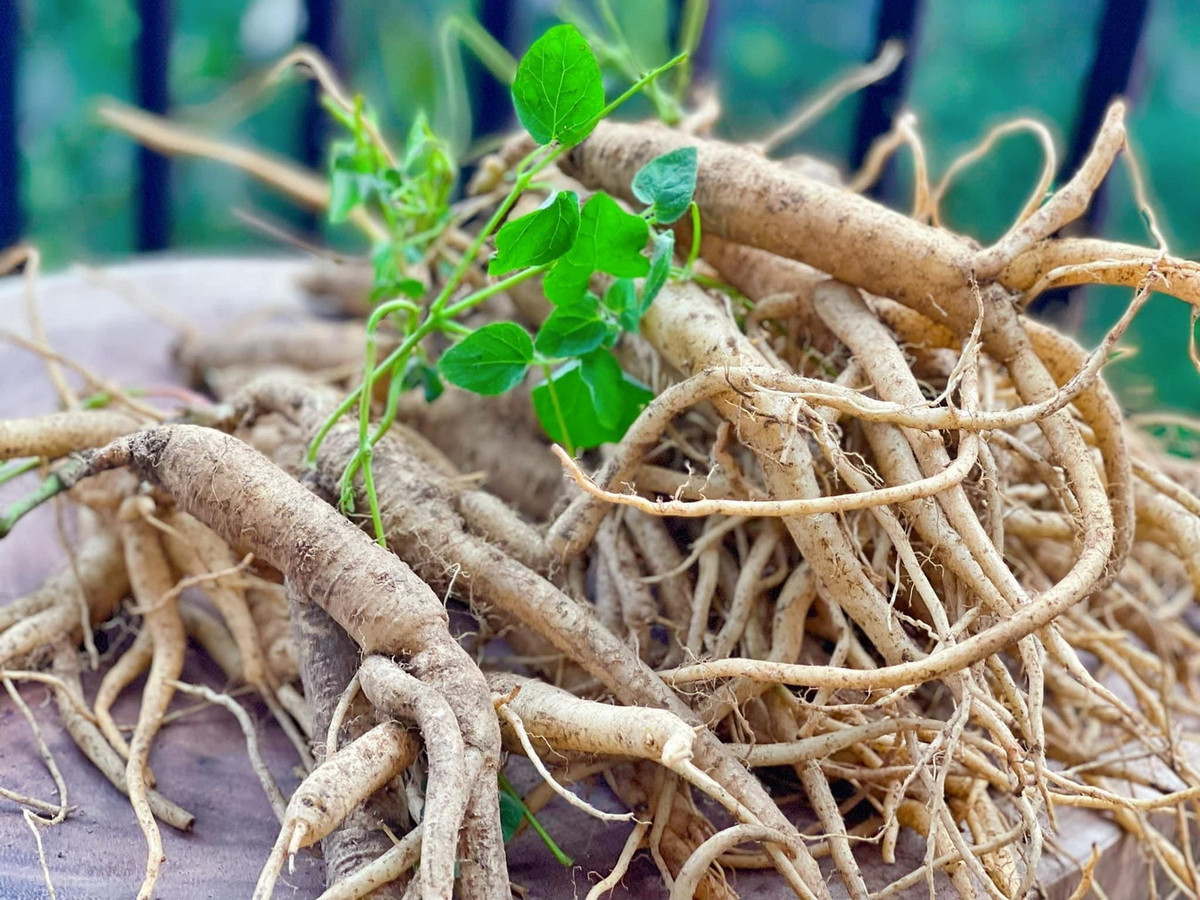 Do những lời đồn thổi thái quá về công dụng như "thần dược", vào những năm 1990, củ sâm Ngọc Linh có giá trị tăng vọt, còn đắt hơn sâm Triều Tiên nhiều lần. Nhiều người từ Hàn Quốc - xứ sở của nhân sâm - cũng tìm sâm Ngọc Linh để chữa bệnh. Ảnh: Nông sản LangBiang.