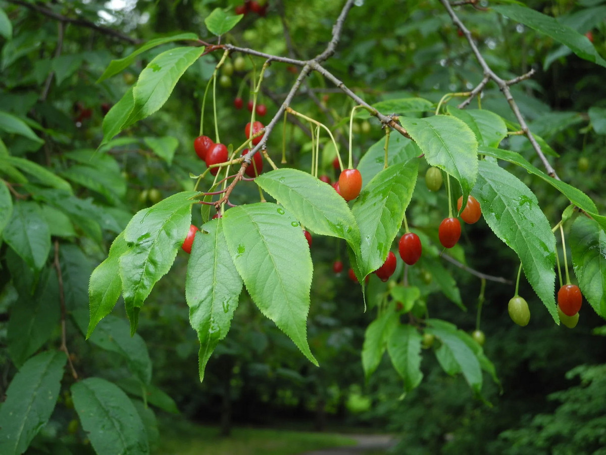 Quả có dạng quả hạch nhỏ hình bầu dục màu đỏ tươi. Ảnh: Sequoiatrees.com.