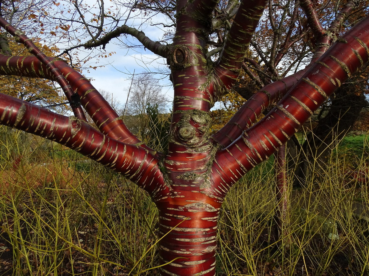 Đôi khi các nhánh của anh đào Nhật Bản (Prunus serrulata) được ghép vào thân anh đào Tây Tạng, tạo thành một cây có vỏ màu đỏ và hoa rực rỡ. Ảnh: The Columbian.