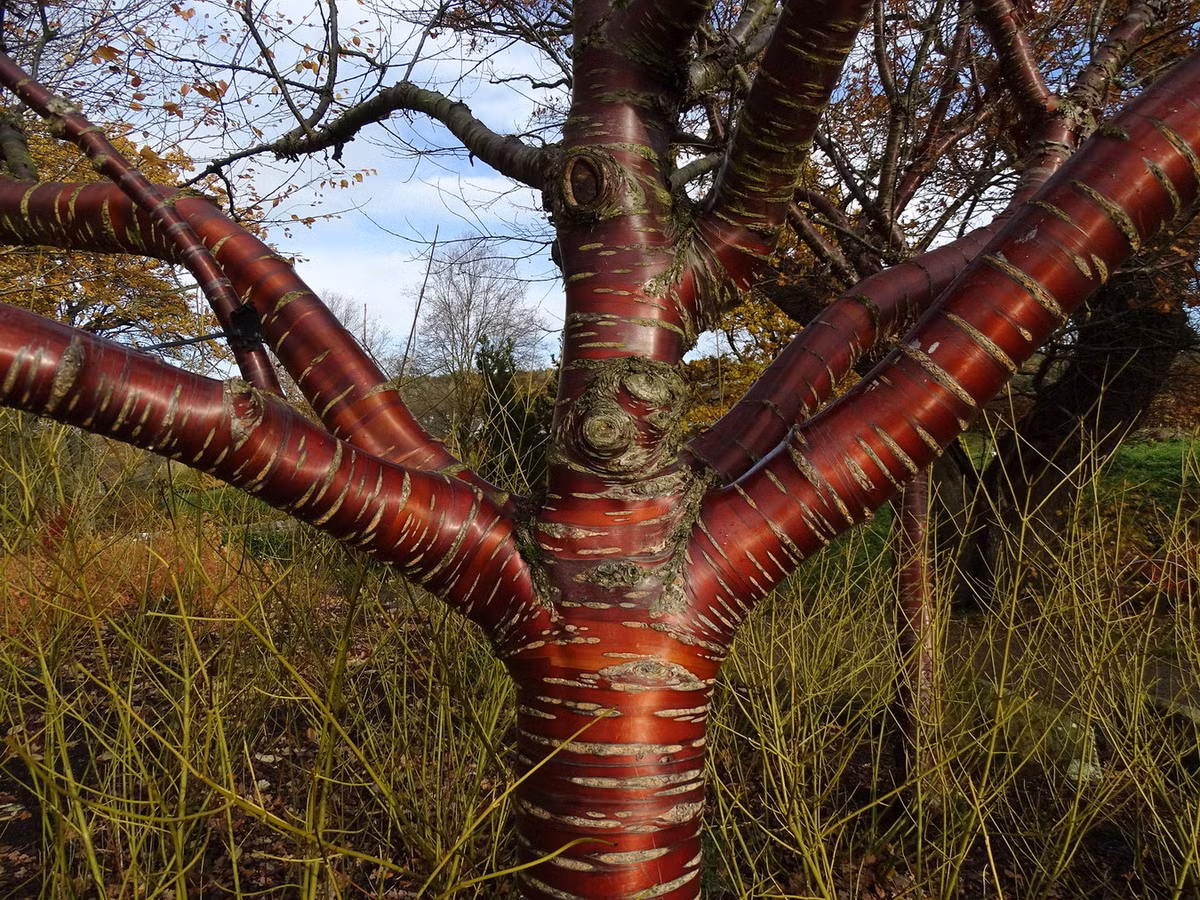 Đôi khi các nhánh của anh đào Nhật Bản (Prunus serrulata) được ghép vào thân anh đào Tây Tạng, tạo thành một cây có vỏ màu đỏ và hoa rực rỡ. Ảnh: The Columbian.