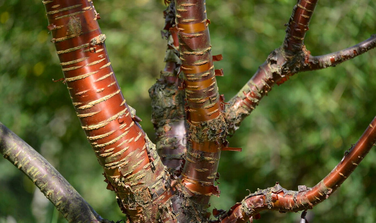 Theo các nhà vườn, anh đào Tây Tạng đòi hỏi sự chăm sóc kỹ lưỡng vì cây dễ mắc các bệnh thường gặp và bị sâu hại tấn công khi trồng ở ngoài khu vực phân bố tự nhiên. Ảnh: Mein schöner Garten.