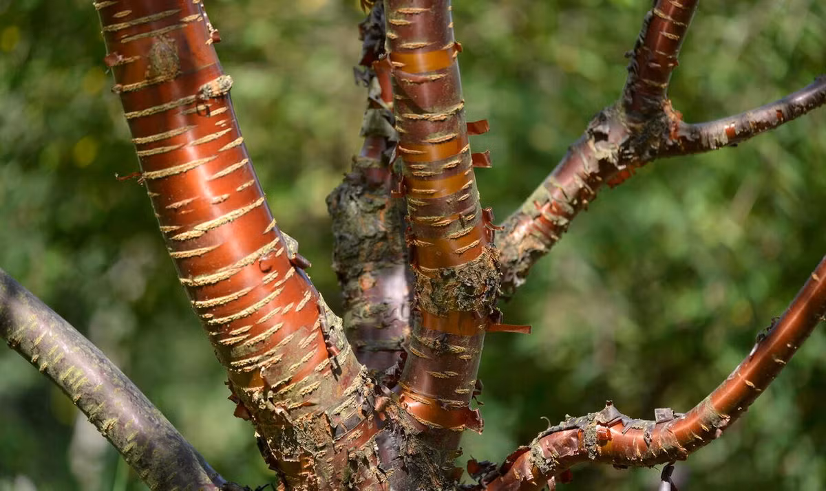 Theo các nhà vườn, anh đào Tây Tạng đòi hỏi sự chăm sóc kỹ lưỡng vì cây dễ mắc các bệnh thường gặp và bị sâu hại tấn công khi trồng ở ngoài khu vực phân bố tự nhiên. Ảnh: Mein schöner Garten.