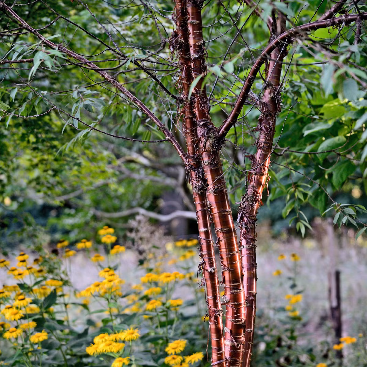 Phân bố ở các vùng núi phía Tây Trung Quốc, chủ yếu là Tây Tạng, anh đào Tây Tạng (Prunus serrula) là loài cây nổi tiếng nhờ một đặc điểm sinh học thú vị. Ảnh: The Times.
