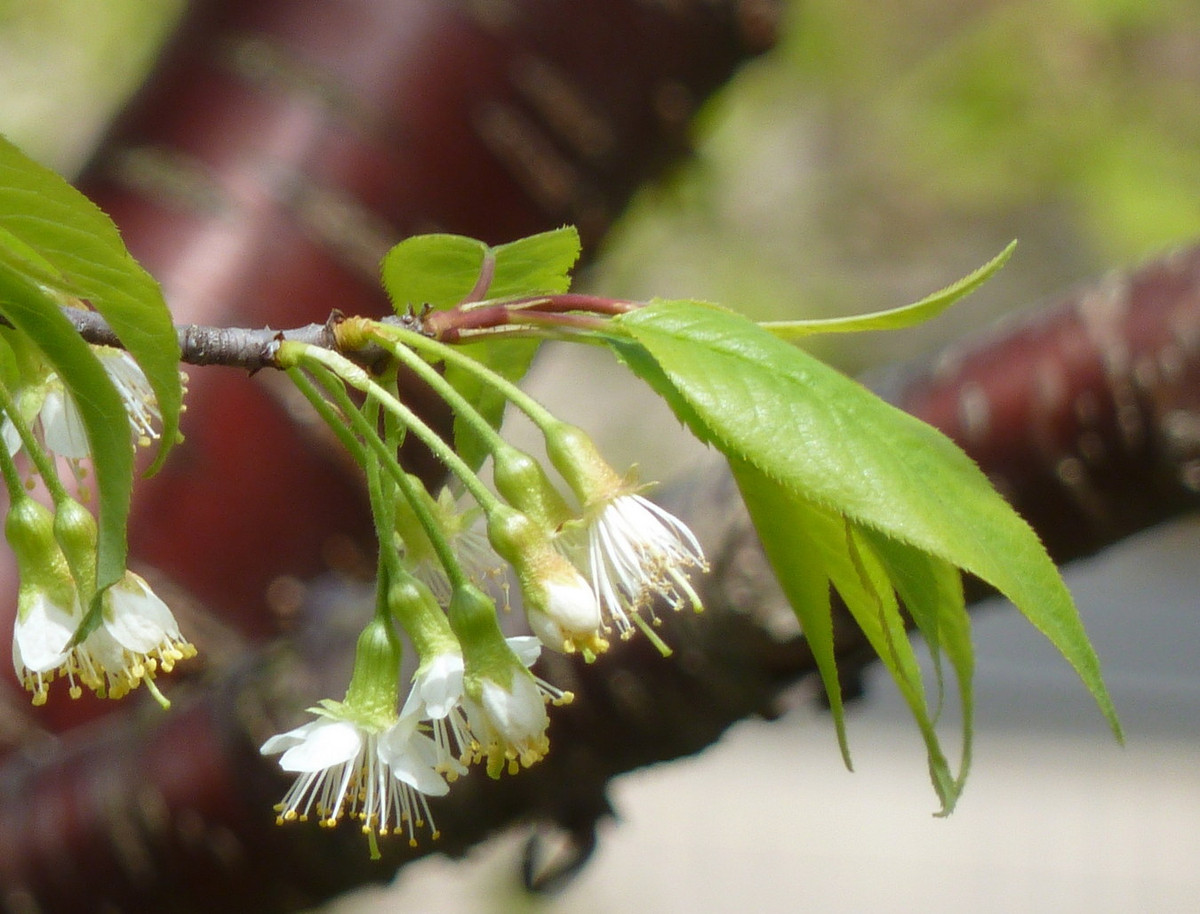 Hoa màu trắng, mọc thành cụm từ một đến ba bông, nở vào cuối tháng tư. Ảnh: Vancouver Cherry Blossom Festival.