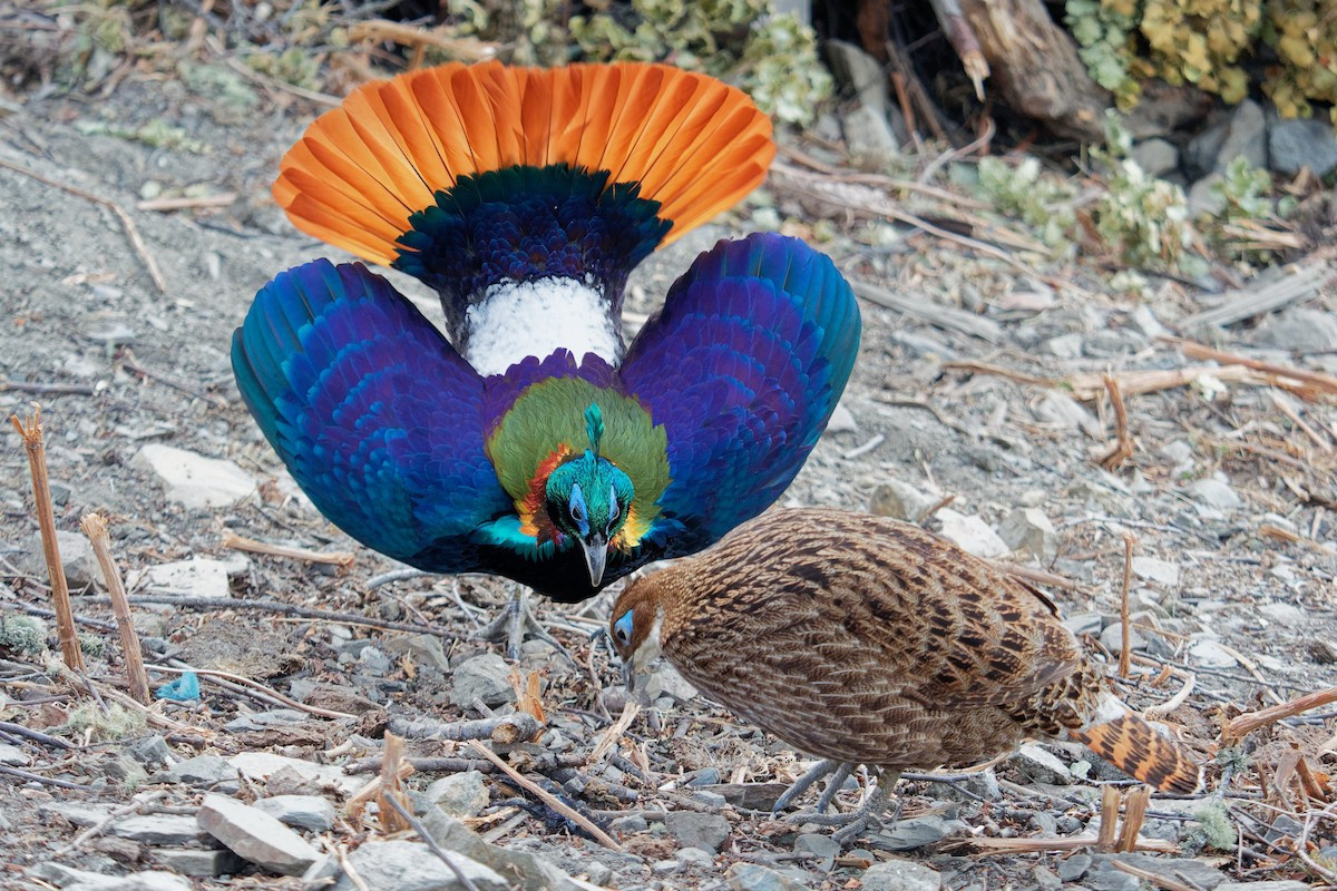 Trĩ Himalaya trống trưởng thành có bộ lông rực rỡ màu sắc, trong khi con mái, giống như ở các loài chim họ Trĩ khác, có màu sắc khá đơn điệu.