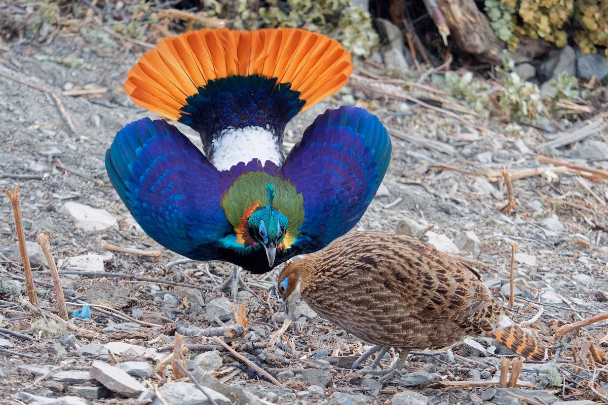 Trĩ Himalaya trống trưởng thành có bộ lông rực rỡ màu sắc, trong khi con mái, giống như ở các loài chim họ Trĩ khác, có màu sắc khá đơn điệu.