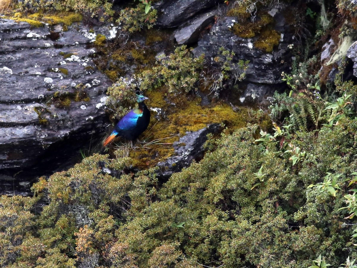 Về mặt sinh thái, trĩ Himalaya sống trong các khu rừng lá kim ôn đới xen kẽ vách đá và đồng cỏ núi cao. Độ cao cư trú phổ biến nhất từ 2.700-3.700 mét, có thể thấp hơn vào mùa đông và cao hơn vào mùa hè.
