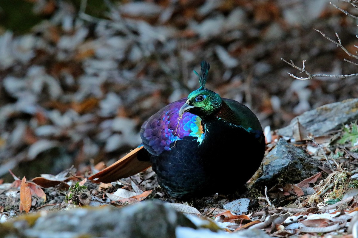 Ở phía Tây dãy Himalaya, việc phát triển thủy điện khiến môi trường sống của trĩ Himalaya bị xáo trộn và thu hẹp, gây tác động tiêu cực đến sự tồn tại của loài chim này.