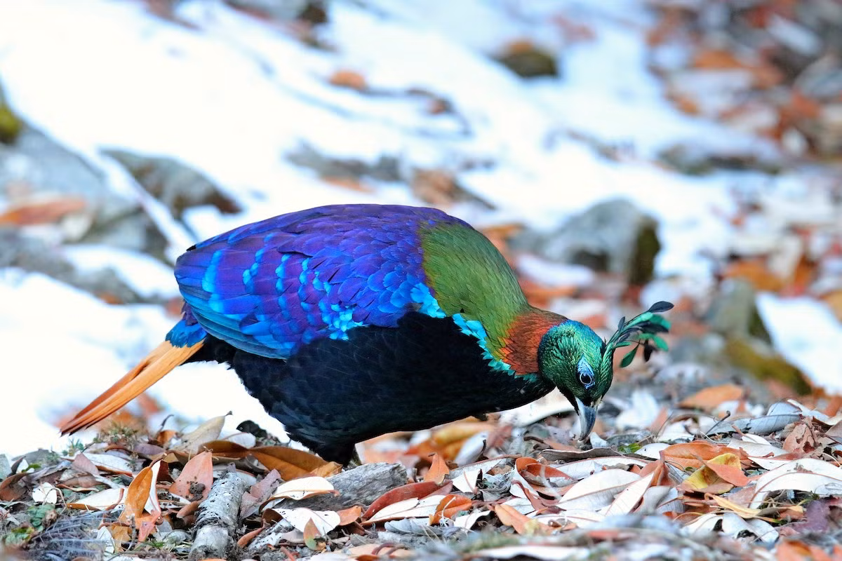 Chế độ ăn của trĩ Himalaya chủ yếu bao gồm củ, quả hạch, lá mềm, chồi, côn trùng và các động vật không xương sống khác. Thực vật chiếm phần lớn trong khẩu phần ăn của chúng.
