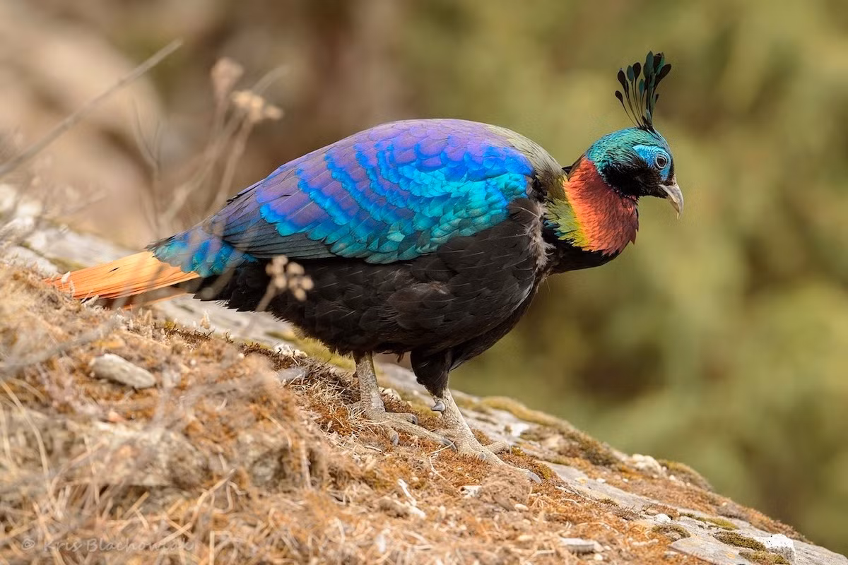 Mối đe dọa chính đối với loài chim rực rỡ này là nạn săn trộm. Mào của trĩ Himalaya là vật phẩm có giá trị cao, thể hiện địa vị và quyền lực của người sở hữu khi được gắn vào trang phục.