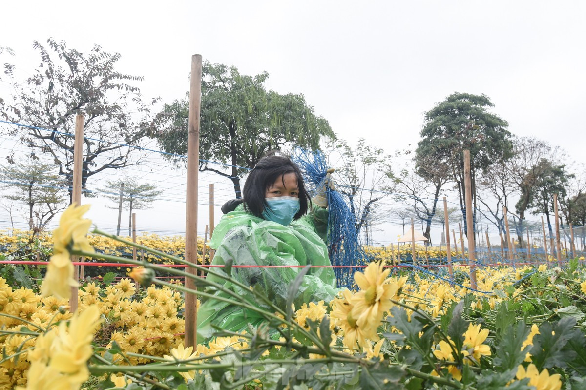 Nhiều người dân ở Làng hoa Tây Tựu (quận Bắc Từ Liêm) tranh thủ thu hoạch hoa sớm vì thời tiết mưa ảnh hưởng đến sự phát triển của cây.