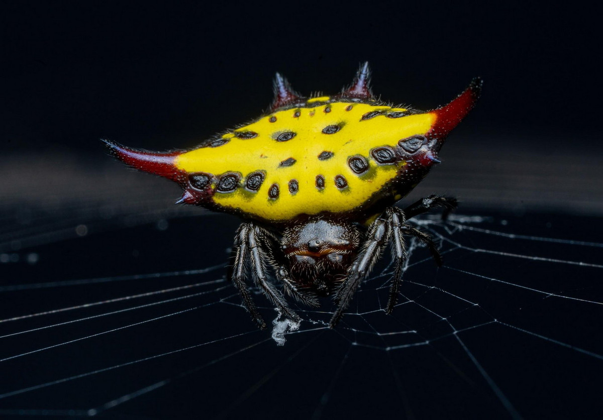 Các loài thuộc chi này có đặc điểm chung là cá thể cái có màu sắc sặc sỡ, phần bụng cứng như vỏ sò với 6 cái gai chĩa ra hai bên. Nhện cái trưởng thành dài 5-9 mm, bụng rộng 10-13mm. Ảnh: Reddit.