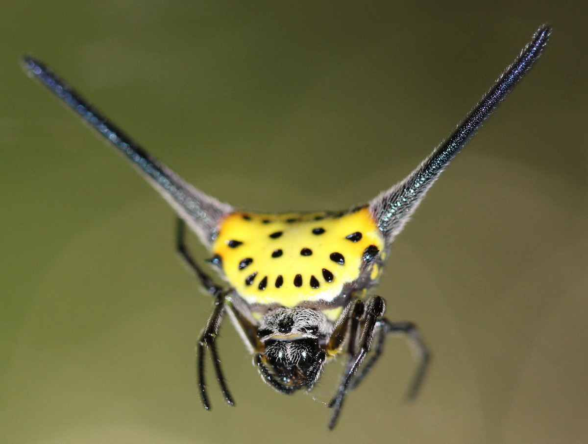 Nhện cái đẻ trứng vào mùa hè và mùa thu, mỗi bọc chứa 100-260 trứng. Trứng được bọc trong kén tơ, giấu dưới lá, sẽ nở sau 7-13 ngày. Vòng đời mỗi cá thể dài khoảng 1 năm. Ảnh: India Biodiversity Portal.