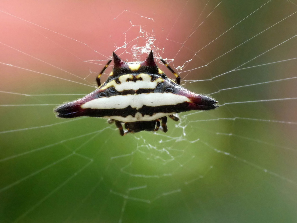 Như các loài nhện điển hình, nhện gai bắt mồi là các loài côn trùng nhỏ bằng cách tạo bẫy bằng mạng tơ. Ảnh: Wikipedia.