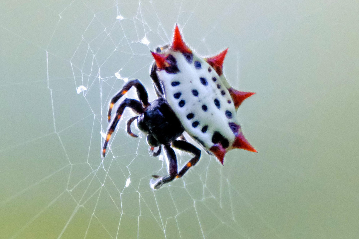 Theo các nhà nghiên cứu, có khoảng 70 loài nhện gai đã được nhận diện. Chúng phân bố ở những vùng khí hậu nhiệt đới và cận nhiệt đới trên toàn thế giới, đa dạng nhất ở các nước Nam Á và Đông Nam Á, gồm Việt Nam. Ảnh: Reddit.