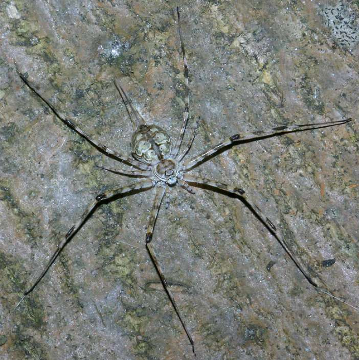 Nhện hai đuôi tìm mồi trên bức tường ở Huế. Ảnh: Richard-seaman.com.