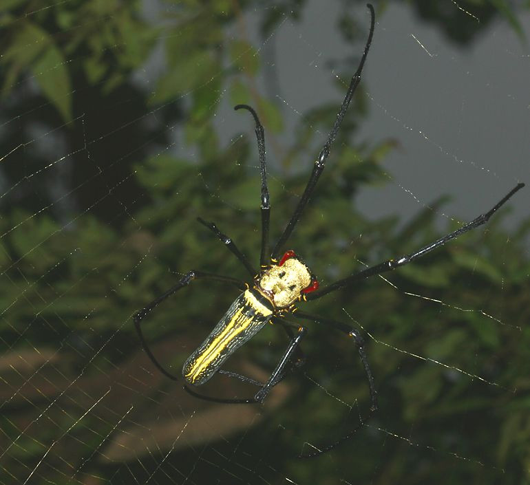 Nhện gỗ khổng lồ (Nephila maculata). Ảnh: Richard-seaman.com.