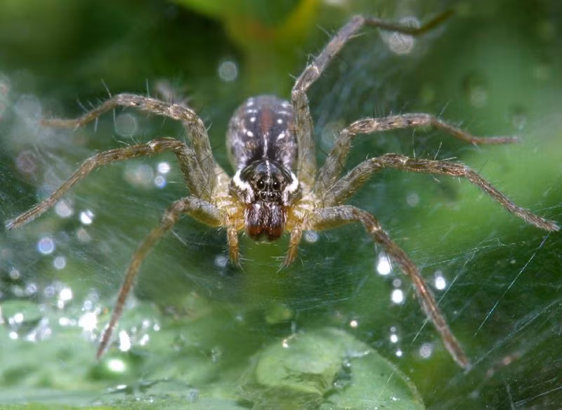 Một loài nhện mạng phễu được ghi nhận ở vườn quốc gia Bạch Mã. Ảnh: Richard-seaman.com.